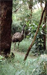 01459_Sydney Zoo